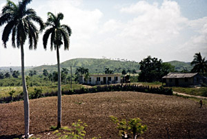 Varadero palms